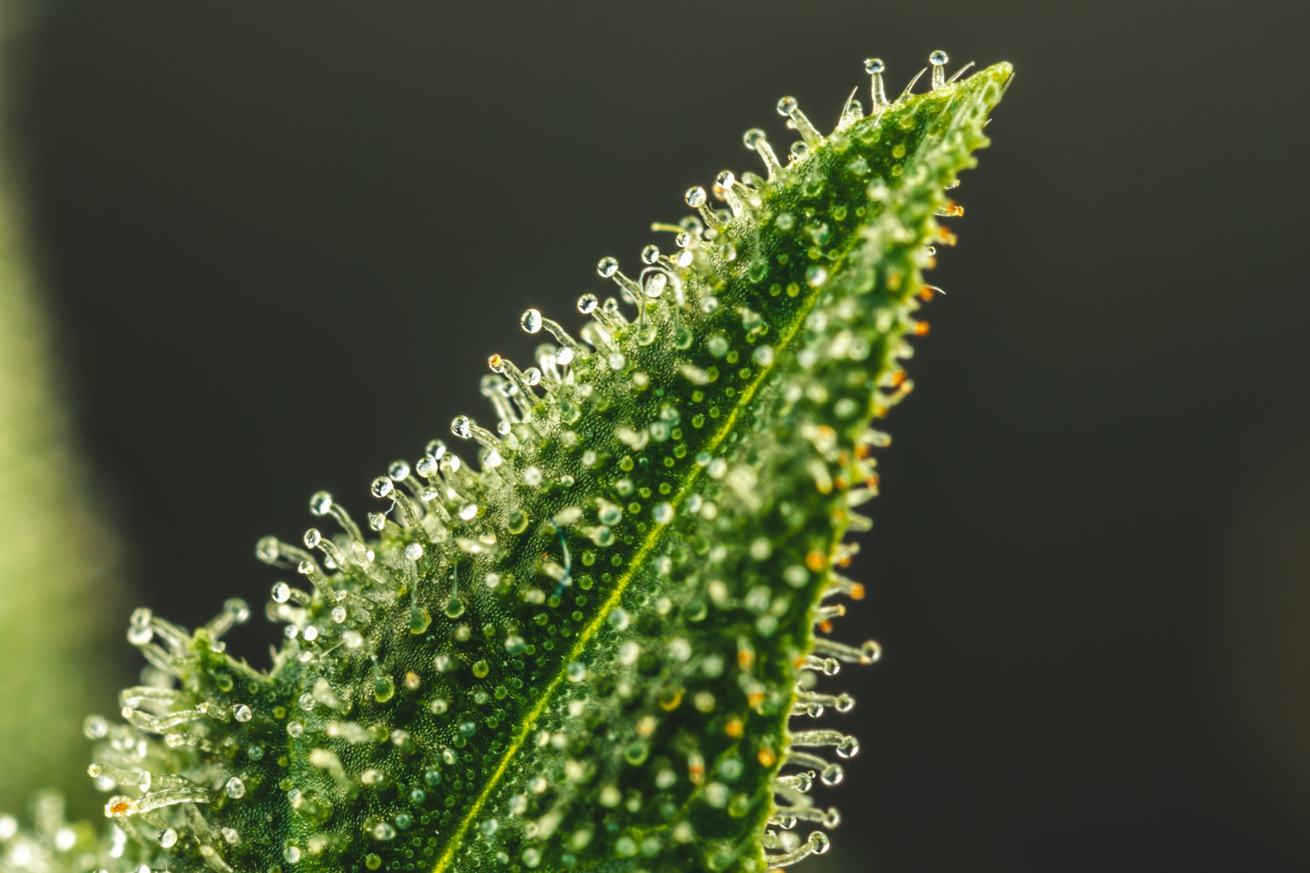 Welche Nährstoffe für Cannabispflanzen?